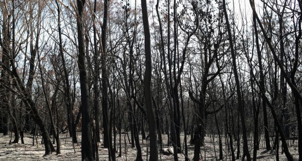 Charred trees in a patch of forest burnt during the recent bushfires near Batemans Bay, New South Wales, Australia. Photograph: Loren Elliott/Reuters