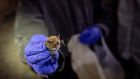 Bats are considered the probable source of the coronavirus outbreak spreading from China. Photograph: Kim Raff/The New York Times
