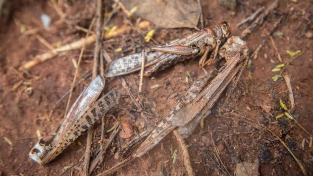 Dead locusts litter the ground in Kathuri, Embu county, Kenya. Photograph: Sally Hayden
