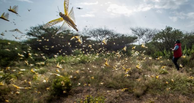 Desert locusts in northern Kenya: small planes flying low over affected areas to spray pesticides. Photograph: Ben Curtis