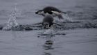Chinstrap penguins swim in Antarctica. The  penguin colonies, which are dependent on sea ice, have declined by more than 50 per cent. Photograph: Ueslei Marcelino/Reuters