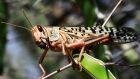 Climate conditions had created a situation that allowed an “unprecedented” number of locusts to gather, a spokeswoman for the UN Food and Agriculture Organisation said. Photograph: Feisal Omar/Reuters