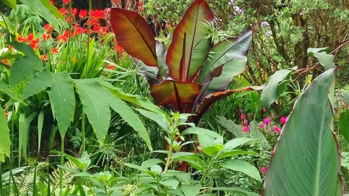 The Secrets To Growing An Exotic Irish Garden