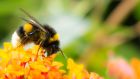 A scientific study found the richness of bumblebee species declined rapidly between 2000 and 2014. File photograph: Getty Images/iStockphoto