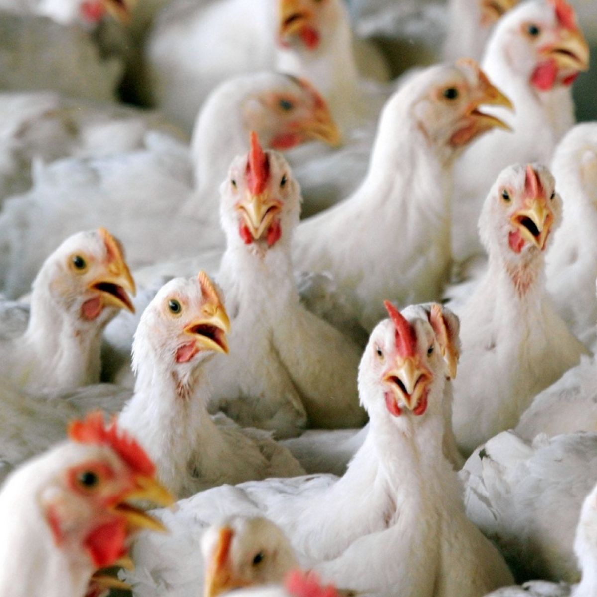 Bird Flu Outbreak Confirmed In Co Monaghan Poultry Flock