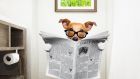 But what about newspapers that a puppy might have weed on but which is now dry? Photograph: iStock