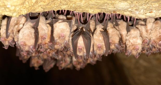Horseshoe bats. Photograph: iStock