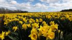 William Wordsworth’s sister Dorothy wrote of the daffodils that it ‘seemed as if they verily laughed with the wind that blew upon them’. Photograph: Russell Cheyne/Reuters