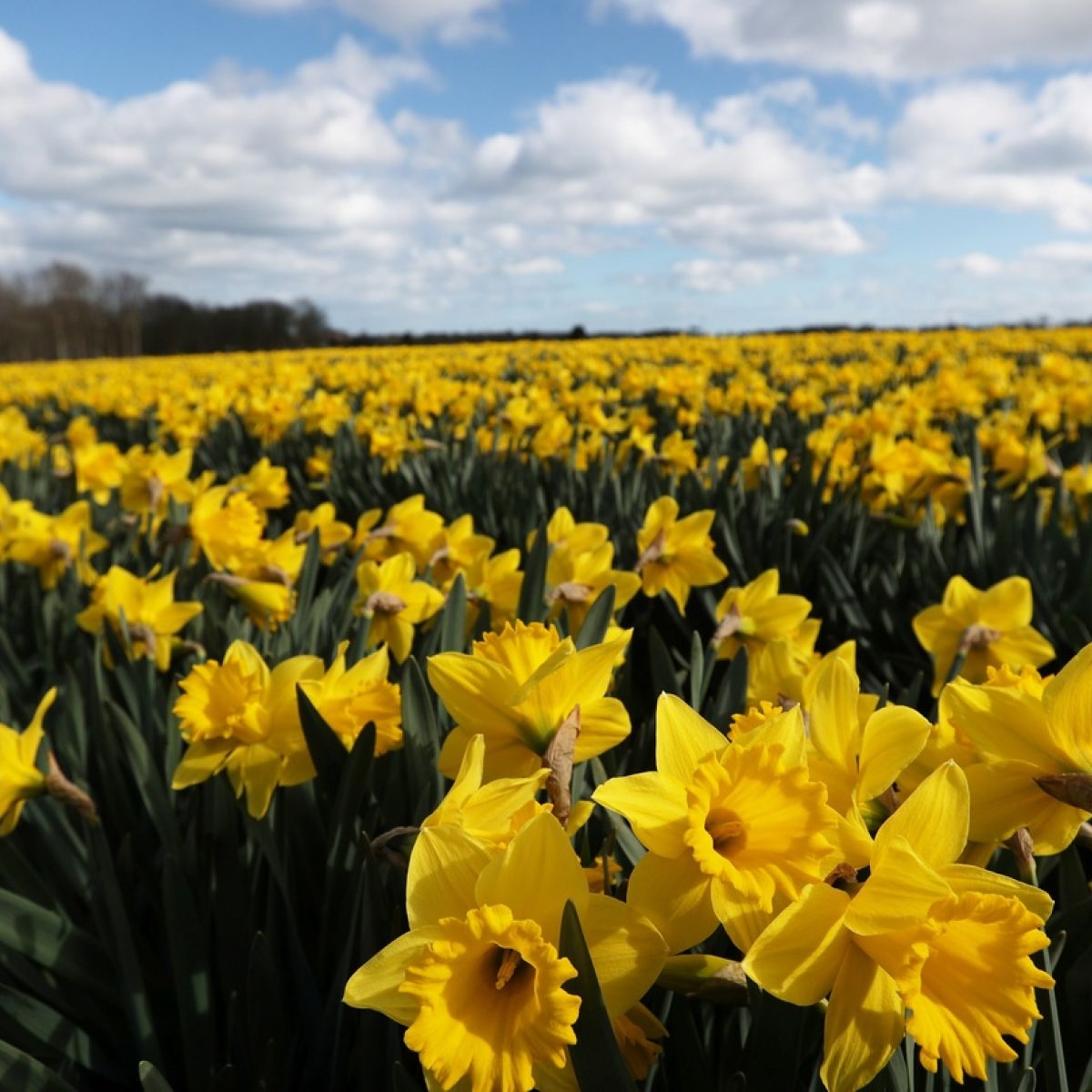daffodils frocks