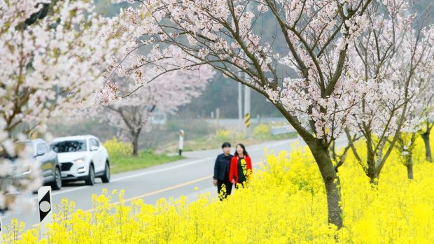 South Koreans walk alongside cherry and rape blossoms in Taean County, some 109km south of Seoul, South Korea. Photograph: Yonhap South Korea/EPA
