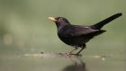 ‘The wonder even of small, local and daily life – a blackbird’s song, a friend’s greeting, a hot meal – these things can be an antidote to despair,’ says environmentalist and author Patrick Curry. Photograph: Getty Images