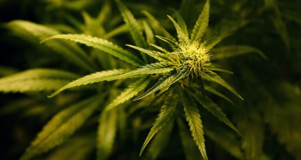 The illicit online cannabis market grew significantly in March when most EU countries, including Ireland, introduced some form of movement restrictions to stem the spread of coronavirus. File photograph: Gareth Fuller/PA Wire
