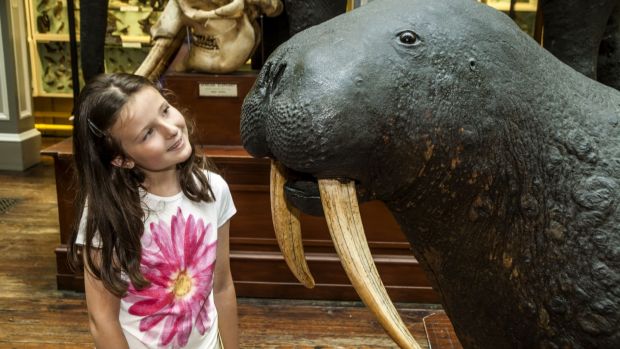 5-12 Natural History Museum - online as part of the National Museum of Ireland