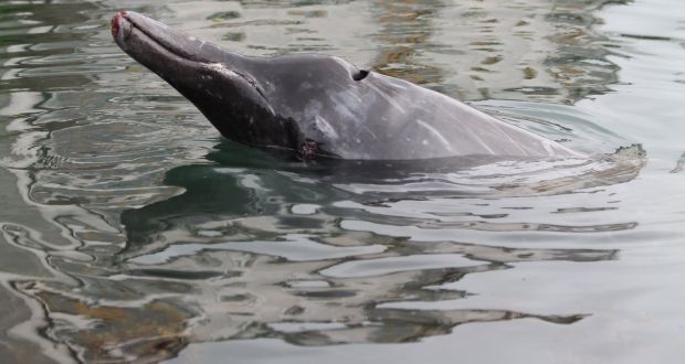 The male Sowerby’s beaked whale in the Wicklow Harbour. Photograph: Irish Whale and Dolphin Group/Facebook
