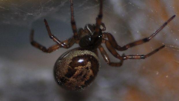Spread Of Invasive False Widow Spider Makes Bites More Likely