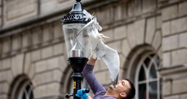 Irish Times page one photograph of a man rescuing the injured seagull in Dublin on Sunday.Photograph: Tom Hon/ The Irish Times