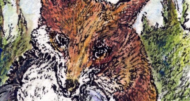 Fox with prey: The urban adult is “thin and exhausted” from finding and ferrying food to its cubs. Illustration: Michael Viney 