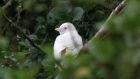 The fully white crow seen in Co Donegal. Photograph: Joe Boland/North West Newspix