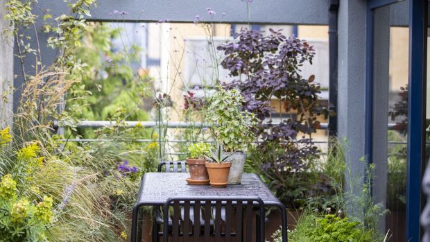 Pops of summer and autumn colour come from the lilac-flowering Verbena bonariensis, the golden umbelliferous flowers of fennel, white-flowered Japanese anemones and chrome-yellow goldenrod. Photograph: Tom Honan