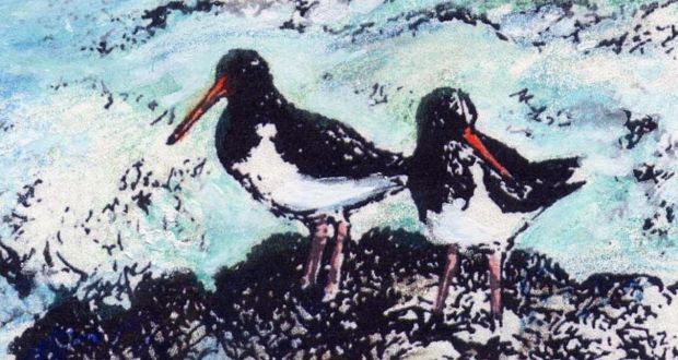 Even the robust oystercatcher had fallen from 109 pairs to 34 on the Inishkeas.