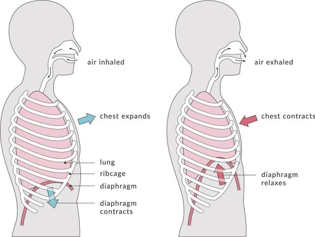 The mechanics of breathing: When inhaling, the diaphragm contracts and the lungs expand, pushing the chest upwards. When exhaling, the diaphragm relaxes and the lungs contract, moving the chest back down.