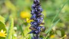 Ajuga reptans are suited to heavy, claggy soil. Photograph: iStock