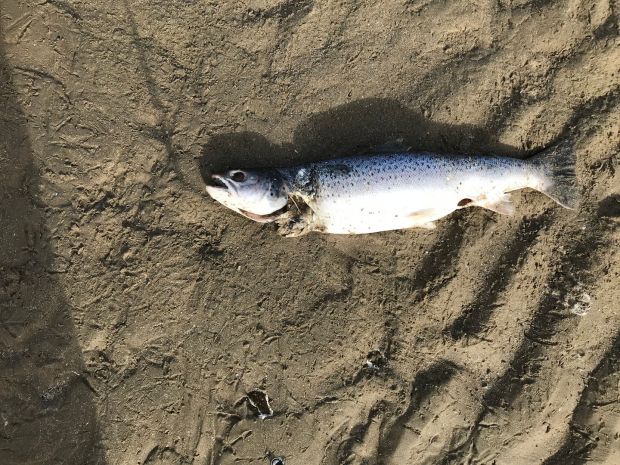 A fresh bass of approximately six pounds washed up on Portrane Beach in north Co Dublin.