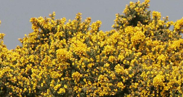 A  spectator emerges from the Gorse during the Irish Amateur Open Championship st Portmarnock Golf Club. File photograph: Alan Betson/The Irish Times