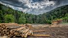 Since 2018, more than 620 appeals against planting or harvesting trees have been taken. Photograph: Serdar Yorulmaz/iStock