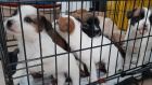 Revenue officials seized six eight-week-old puppies from the boot of a car at Dublin Port on Thursday, destined for the UK. 