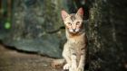 Lost Cat could be deemed more sentimental territory, beginning with the story of how the author rescued a stray cat in Italy and brought him to live with her in the US. Photograph: iStock