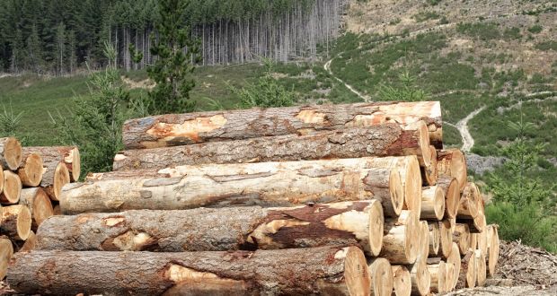 Politicians last month passed new laws allowing the Department of Agriculture to streamline the process of deciding appeals against tree-felling licences. Photograph: Getty