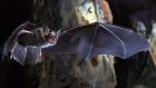 Scientists still debate over why bats seem to harbour so many viruses.  Photograph: Olivier Farcy