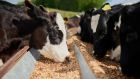 ‘Food and dairy processors get excited about their energy savings but increasing the number of cows in Ireland will not help the sustainability of their industry despite that being one of their goals.’ Photograph: iStock