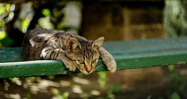 If you are a cat owner, putting a little bell on your pet will diminish its hunting effectiveness. Photograph: Getty Images