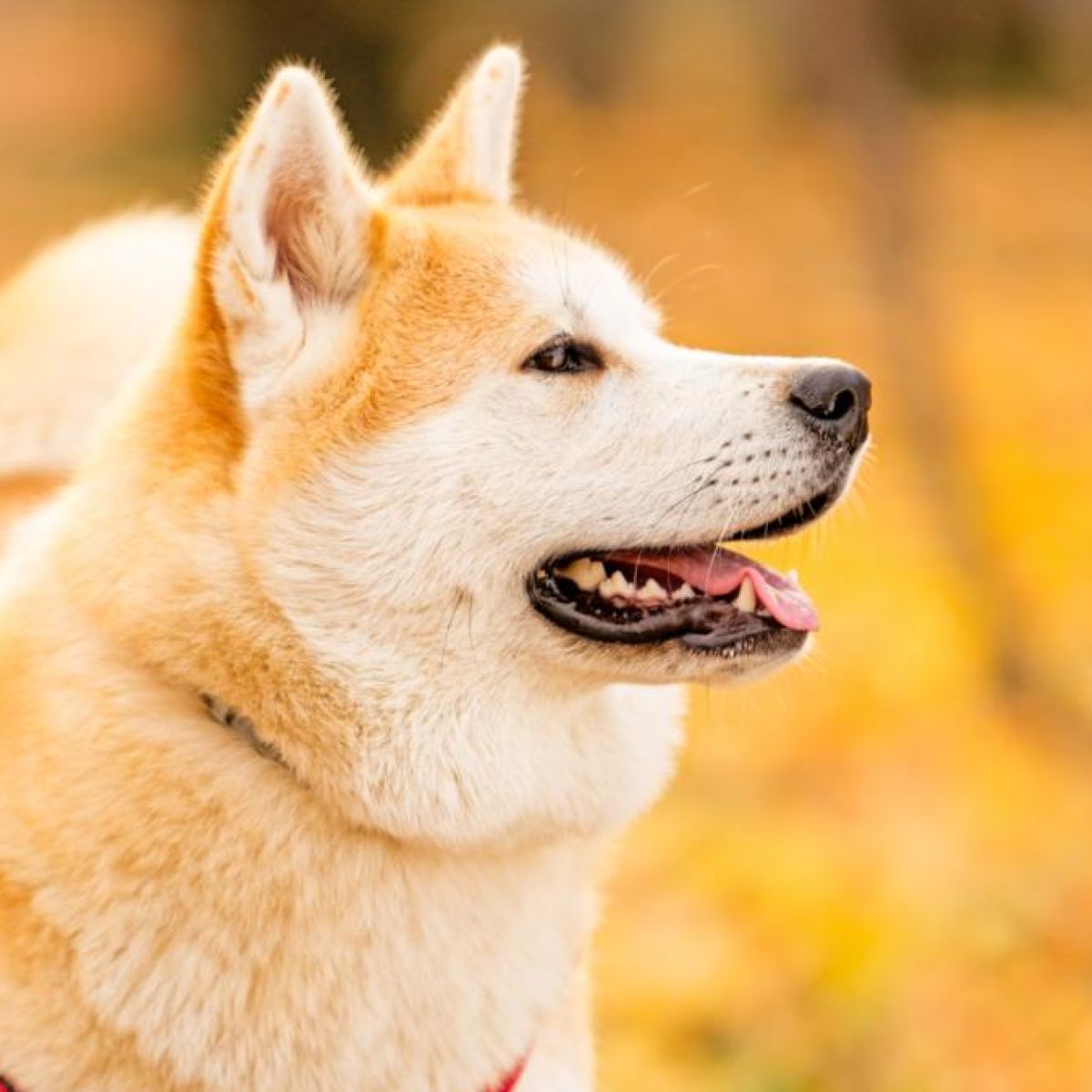 japanese akita guard dog