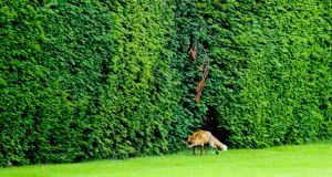 A fox pictured on the grounds at Áras an Uachtaráin during a biodiversity audit. 