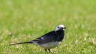 A pied wagtail pictured on the grounds of Áras an Uachtaráin.