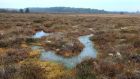 Carrowbehy Bog SAC in Co Roscommon is one of Ireland’s wettest and most important raised bogs. Photograph courtesy Ronan Casey/The Living Bog 