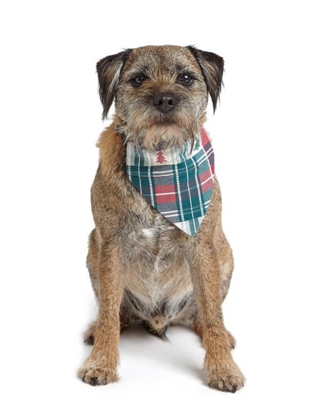 Green pet bandanna from Dunnes Stores
