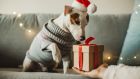 Both high street and luxury brands have seen demand increase by 45 per cent, according to the auction site eBay, and some designers are even launching pet specific ranges. Photograph: iStock 