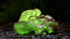 Ghost fungus glowing green at night is just one part of a complex network that supports and sustains nearly all living things. Photograph: Getty Images