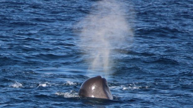 Sperm whale at surface . Photograph: Simon Berrow