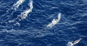 Sperm whales off Ireland’s west coast. Photograph: Irish Maritime Squadron