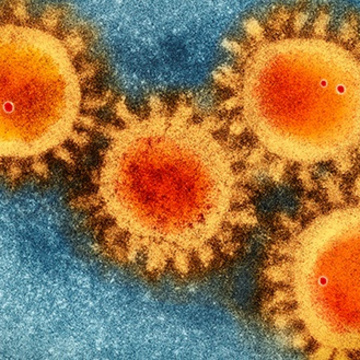 Of new coronavirus variant WHO puts