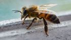 The bee on the floor evoked in me a strange sorrow as I sat at the computer, although I couldn’t focus on work. Photograph: iStock