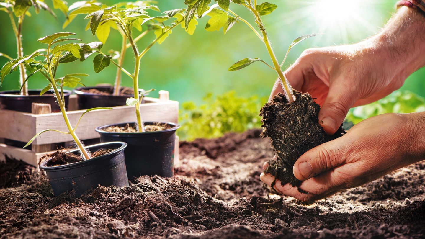 2020 was the year many people unearthed their love of gardening