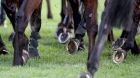An industry-wide policy on doping control was unanimously approved by the board of Horse Racing Ireland in 2018 but it is yet to be implemented. Photograph: Inpho
