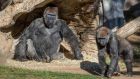 Members of the Gorilla Troop are seen in their habitat on Sunday at the San Diego Zoo Safari Park. Photograph: Ken Bohn/San Diego Zoo Safari Park via AP
