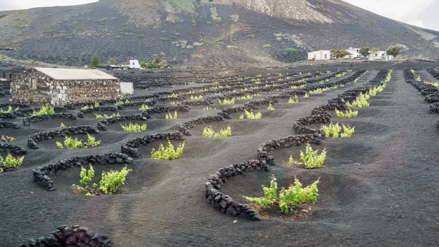 A volcanic vineyard in Lanzarote, Canary Islands. Photograph: Getty images